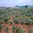 강화도토박이-미생물 농법으로 건강한 순무, 강화약쑥 만들기