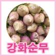 [강화순무]노지 재배 강화도순무 10kg 순무의효능 순무김치담그는법