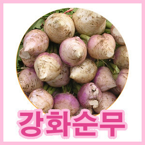 [강화순무]노지 재배 강화도순무 10kg 순무의효능 순무김치담그..