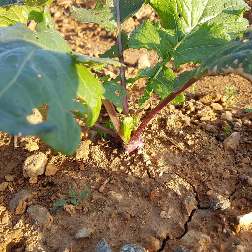 꼬마