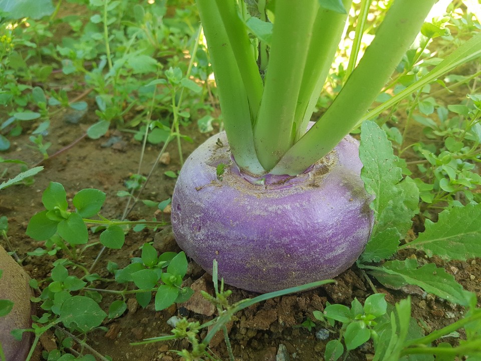 순무